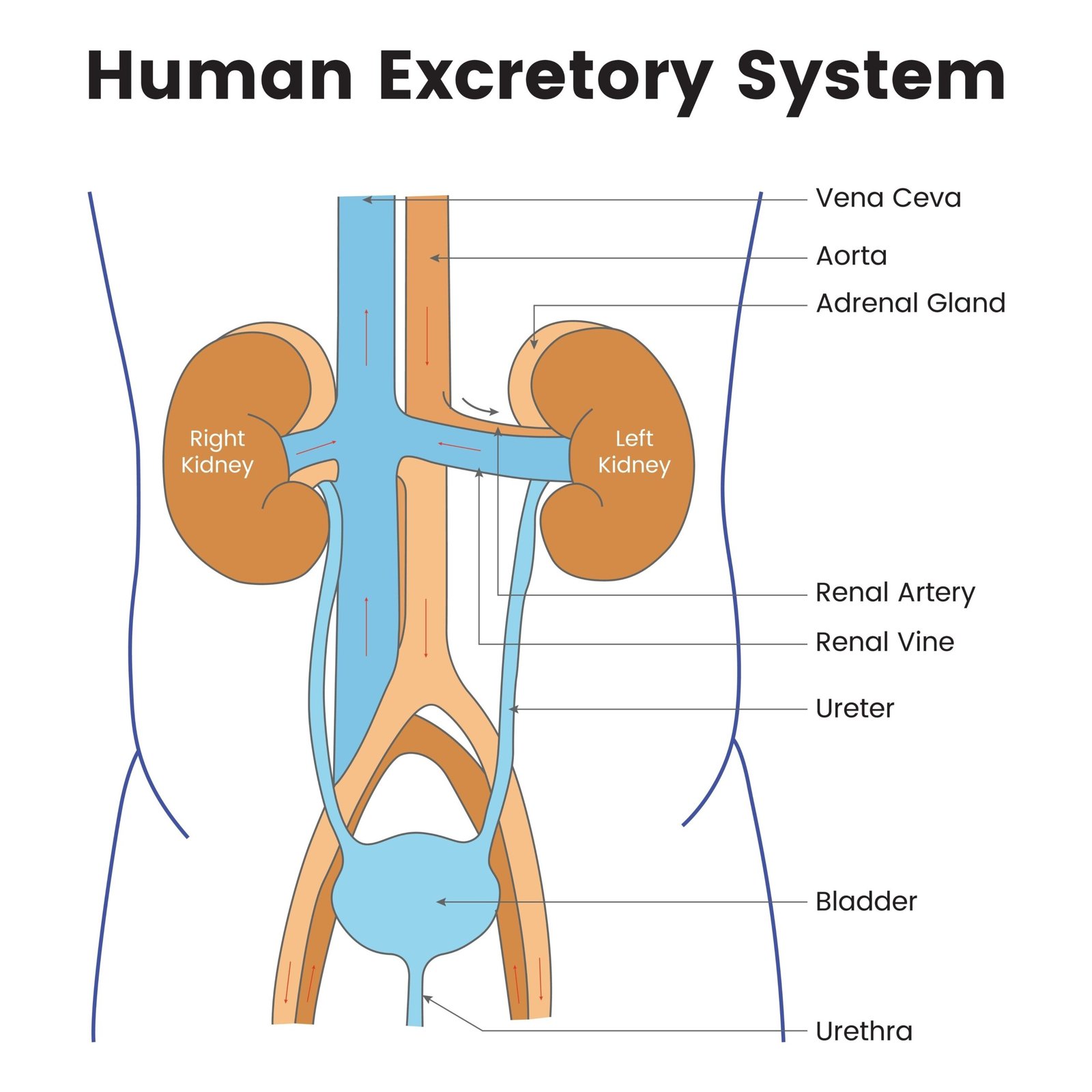 Why your body needs an annual Service