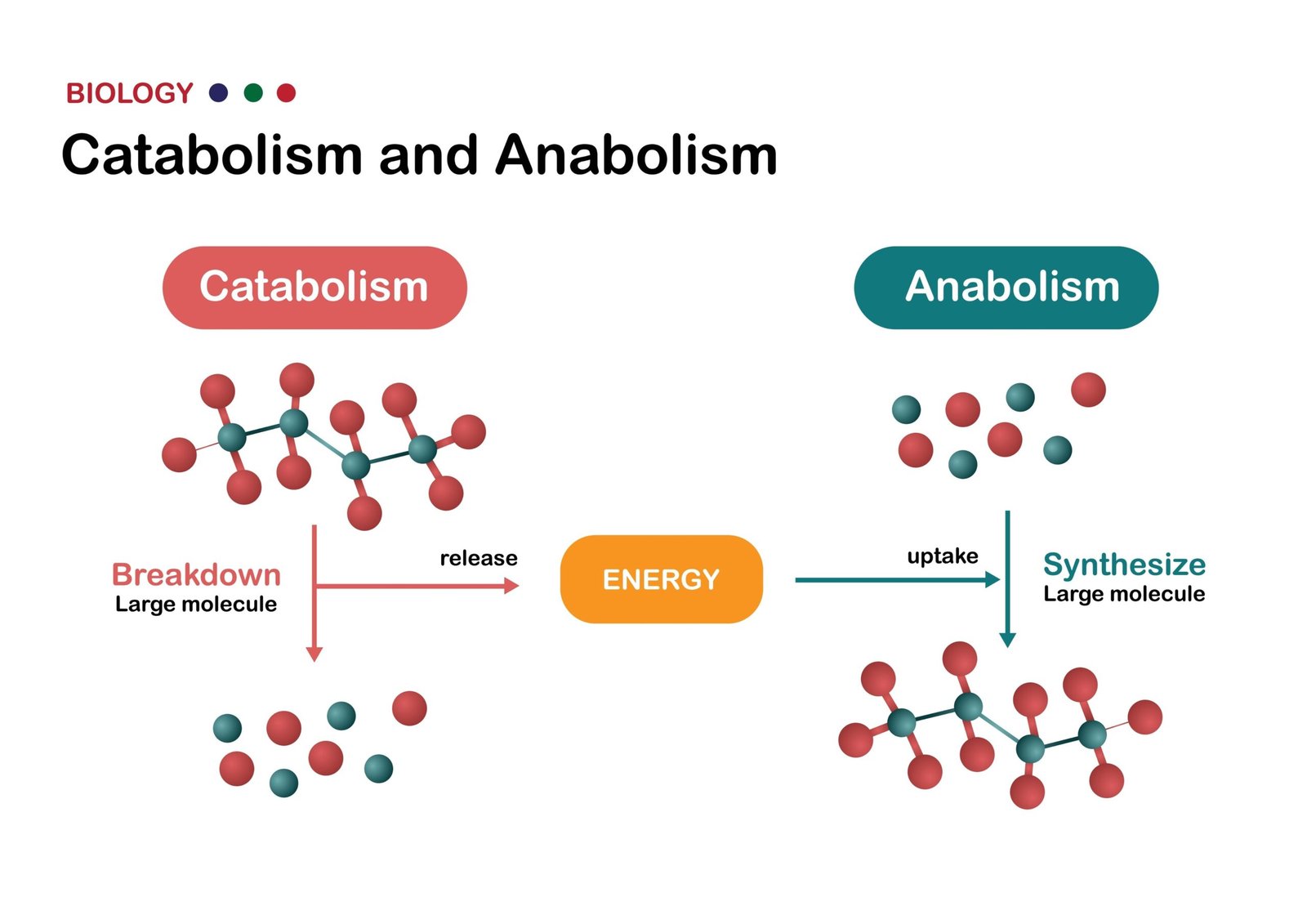 Metabolism as a recycling factory